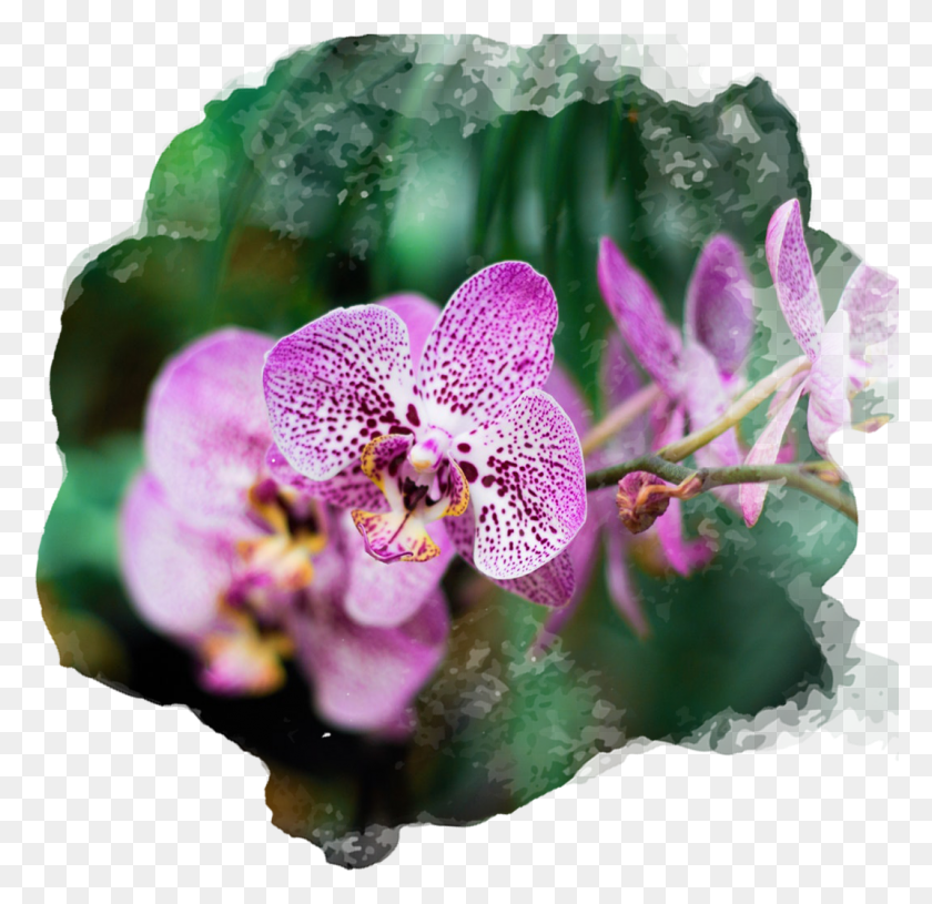 1070x1037 En Cambio Las Rosas Blancas Evocan Pureza Y Amor Duradero Орхидеи Цветок, Растение, Цветение, Медоносная Пчела Png Скачать