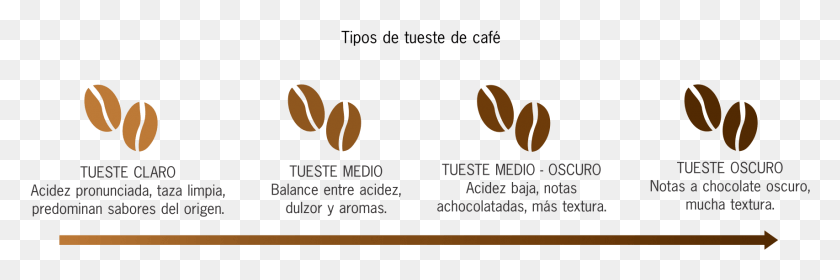 1707x482 En Resumen Cuanto Ms Oscuro Sea El Tueste Menos Acidez Tipos De Tostado De Cafe, Text, Plant, Grain HD PNG Download