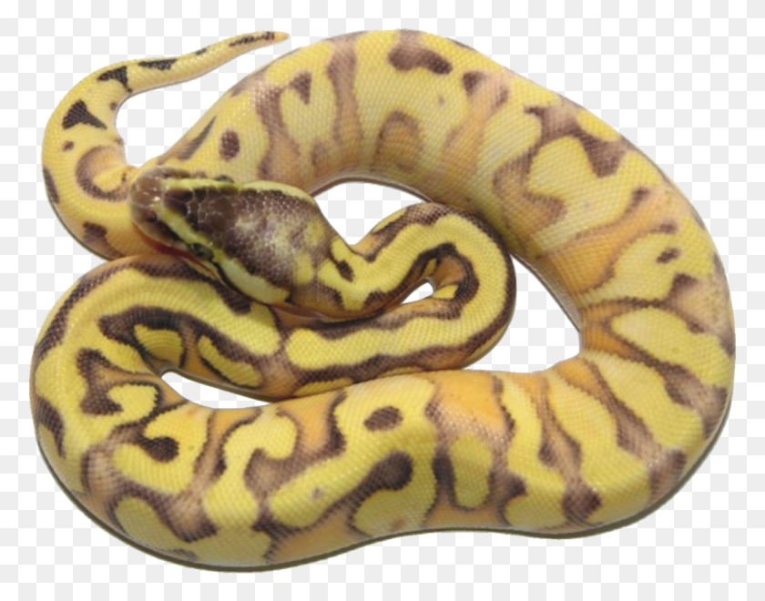 1111x856 Descargar Png Enchiinferno Fader Morfología Royal Pythons Colores Mutaciones Calico, Serpiente, Reptil, Animal Hd Png
