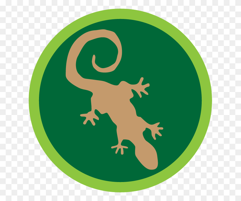 639x639 Enders Game Army Logo Salamander, Gecko, Lizard, Reptile HD PNG Download