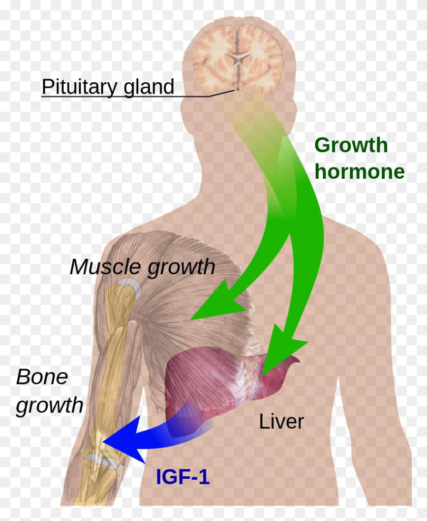 821x1017 Endocrine Growth Regulation Human Growth Hormone Diagram, Plot, Back, Bird HD PNG Download