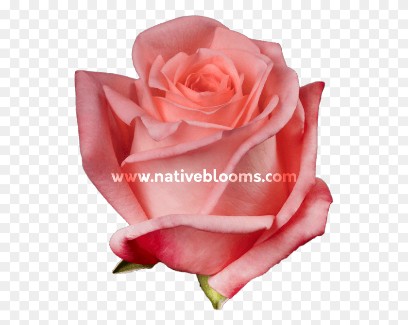 535x610 Обручальные Розы Садовые Розы, Роза, Цветок, Растение Hd Png Скачать