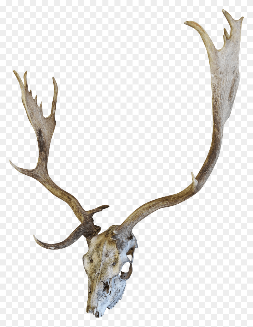 2183x2868 English Fallow Deer Skull Chairish Skull, Antler, Antelope, Wildlife HD PNG Download
