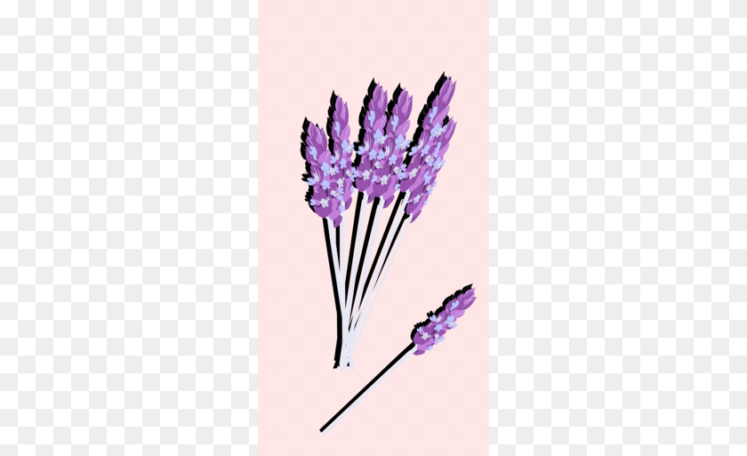 260x513 English Lavender Clipart Make Your Own Flavored Sugar Cubes, Flower, Plant, Purple, Person Transparent PNG