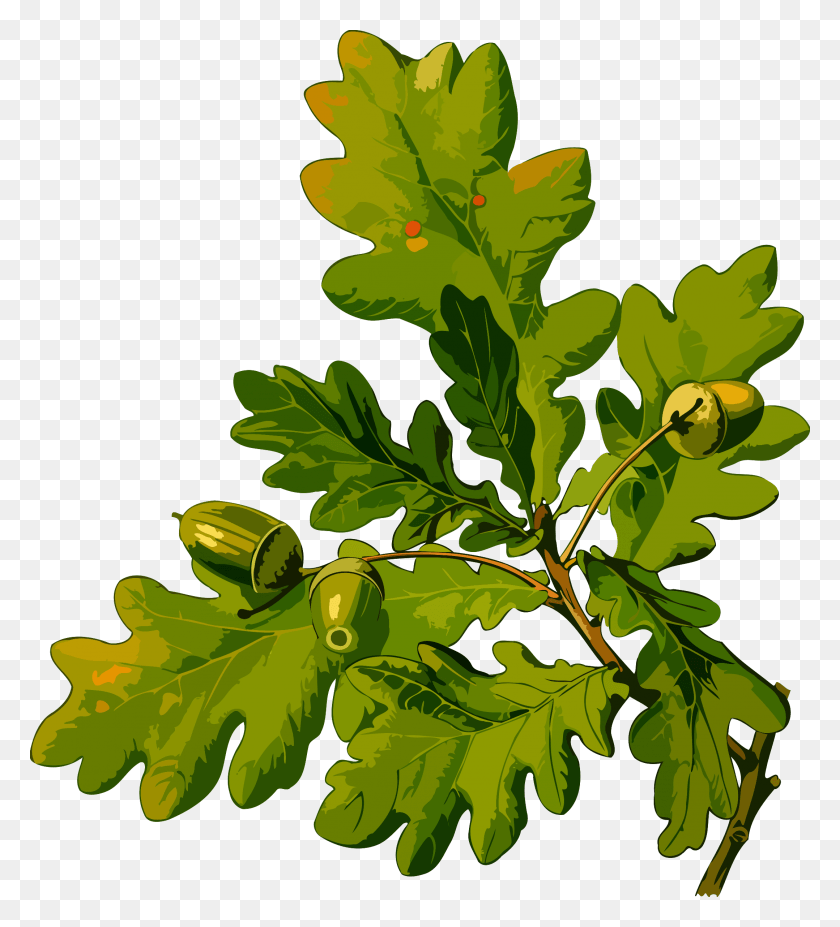2157x2400 English Low Resolution By Firkin From A Khler39s Medizinal Pflanzen, Leaf, Plant, Nut HD PNG Download