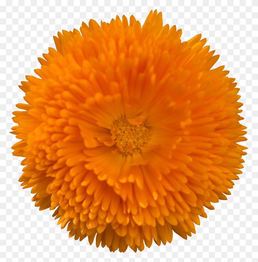 1500x1526 English Marigold, Plant, Pollen, Flower HD PNG Download