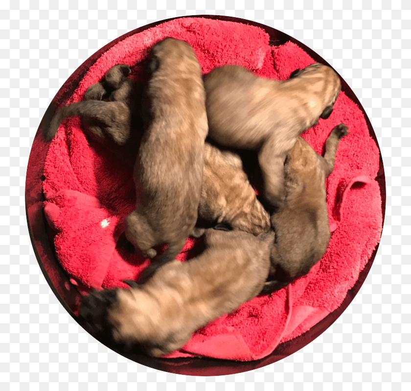 738x738 English Mastiff Puppies For Sale Paw, Sleeping, Asleep, Pet HD PNG Download