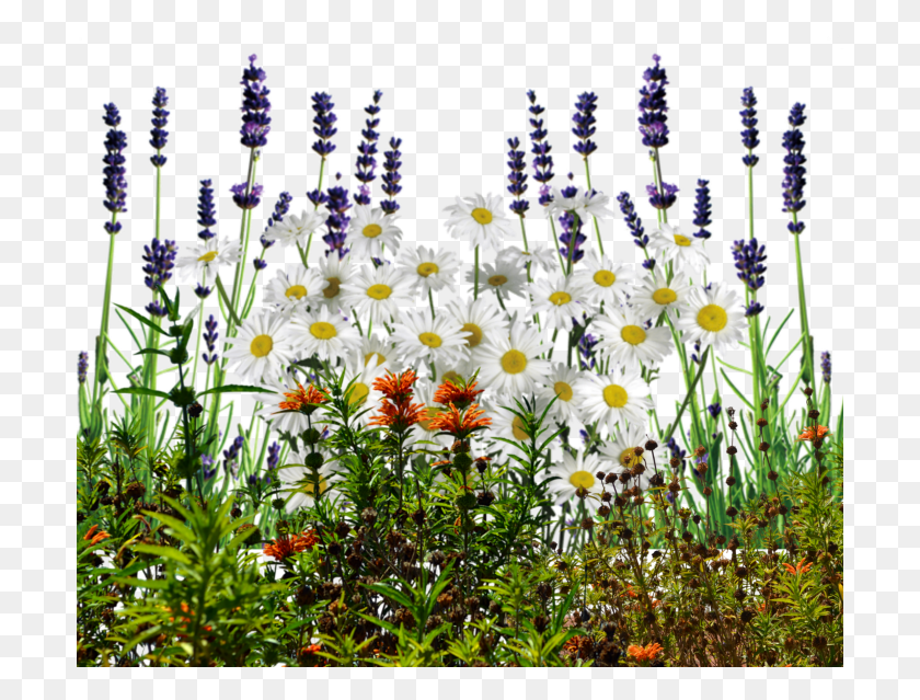 701x579 English Wildflowers Cold Crea, Plant, Flower, Blossom HD PNG Download