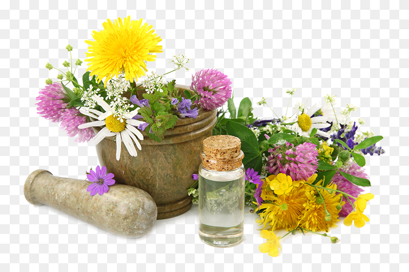 745x498 Enhance Your Relationship With The Natural World Herbal Remedies Free, Plant, Flower, Blossom HD PNG Download