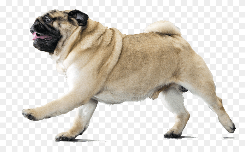 1062x629 Enraged Pug On The Attack Pug Without Neck, Dog, Pet, Canine HD PNG Download