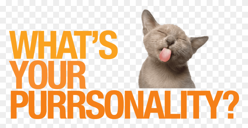 1061x510 Enter To Win A 500 Amazon Gift Card Cat Yawns, Animal, Pet, Mouth HD PNG Download