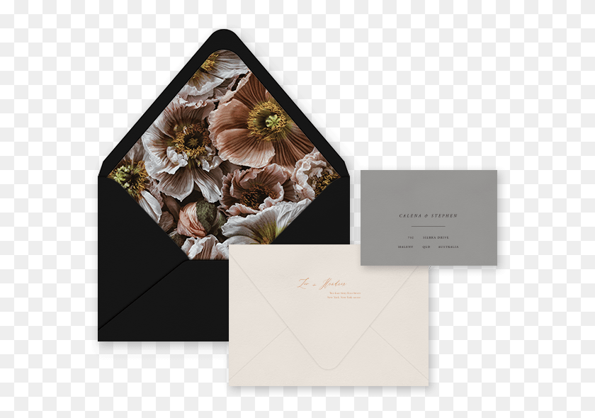 592x530 Envelope Moth Orchid, Mail, Sea Life, Animal HD PNG Download