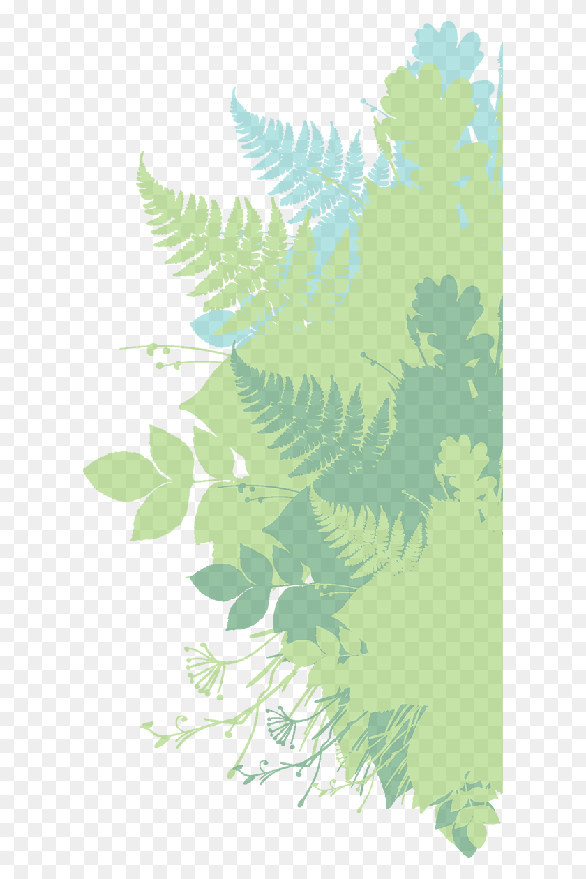 602x1200 Environmental Science Transparent, Green, Plant, Fern HD PNG Download
