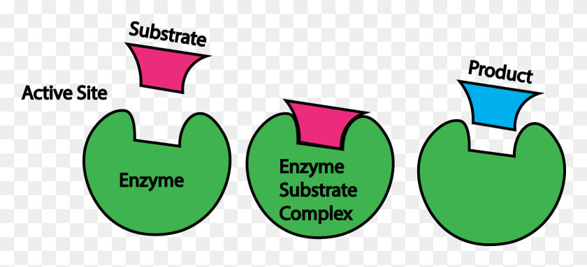 1600x664 Enzymes, Text, Symbol, Graphics HD PNG Download