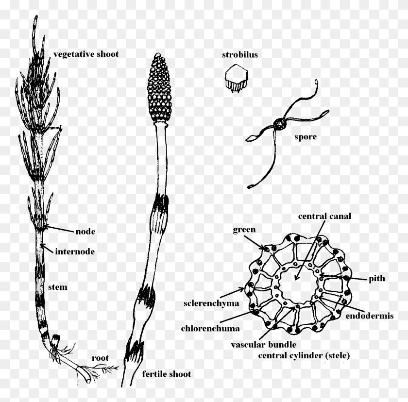 1261x1242 Equ 03 Fertile Shoot Of Equisetum, Серый, Мир Варкрафта Png Скачать