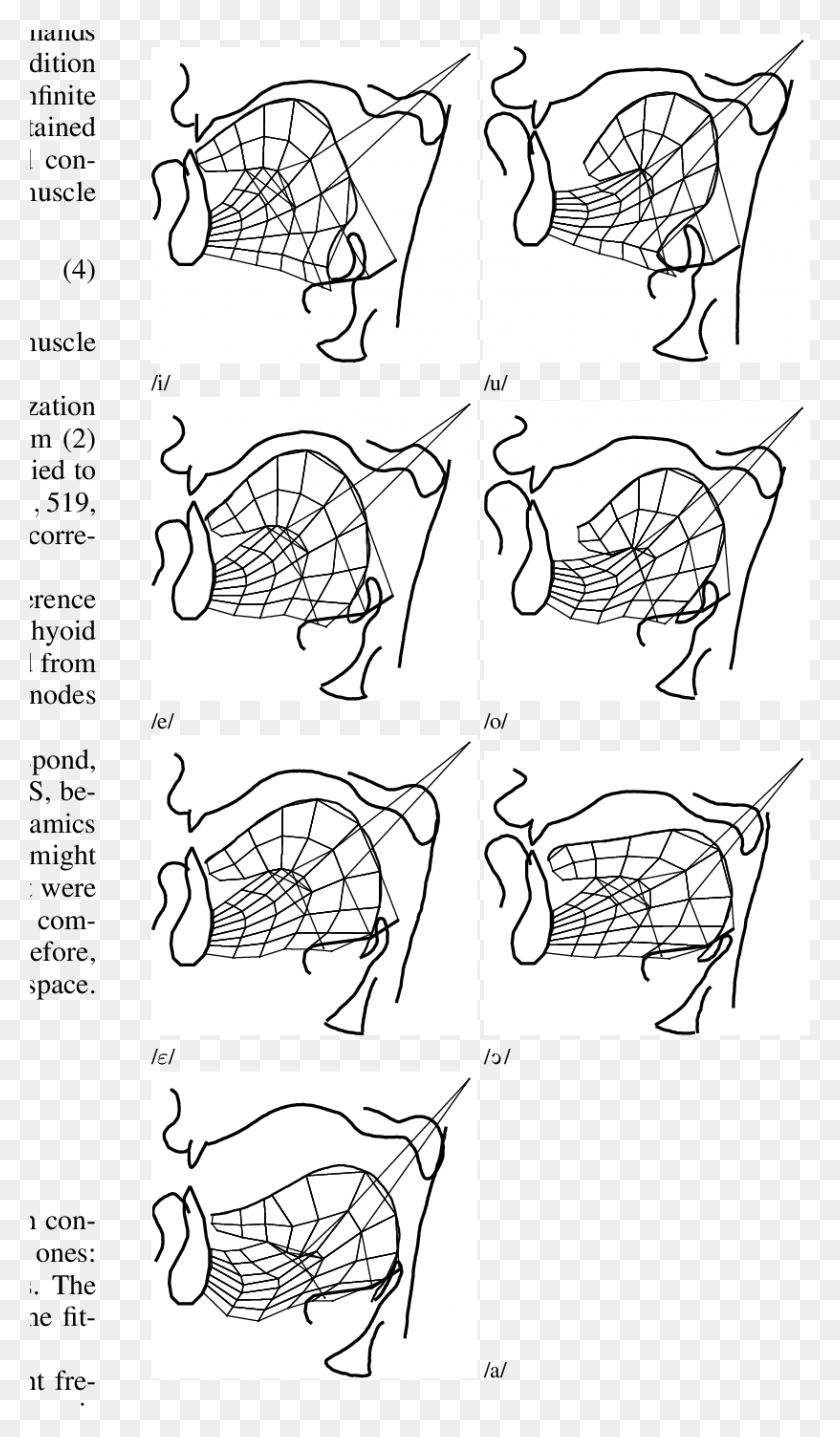 Equilibrium Tongue Configurations Resulting From The Drawing, Diagram, Animal, Bird HD PNG Download