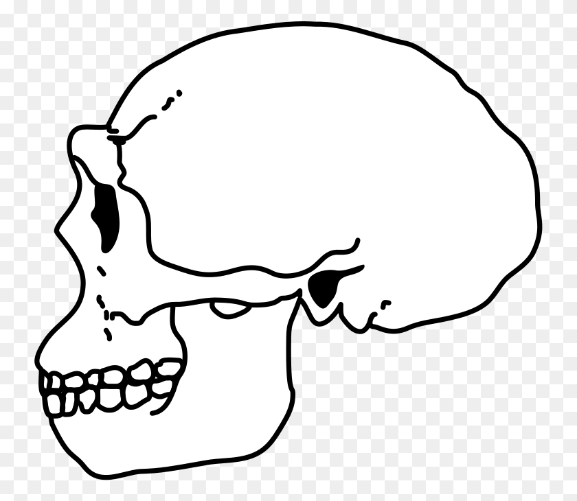 741x670 Png Изображение - Erectus Skull Line Art, Бейсболка, Кепка, Шляпа Png Скачать
