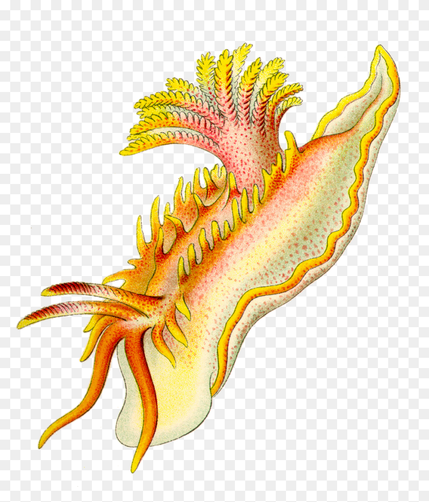 909x1075 Ernst Haeckel, Animal, Sea Life, Invertebrado Hd Png