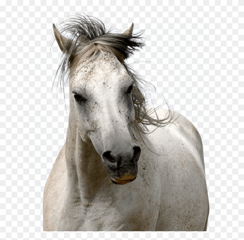 657x766 Ers Horse Stallion, Mammal, Animal, Colt Horse HD PNG Download