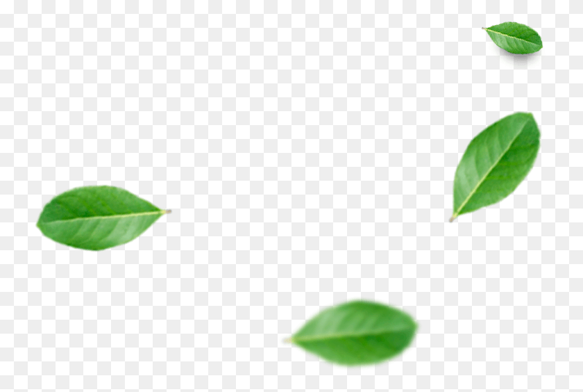 742x504 Erva Mate Folha Erva Mate, Leaf, Plant, Vegetation HD PNG Download
