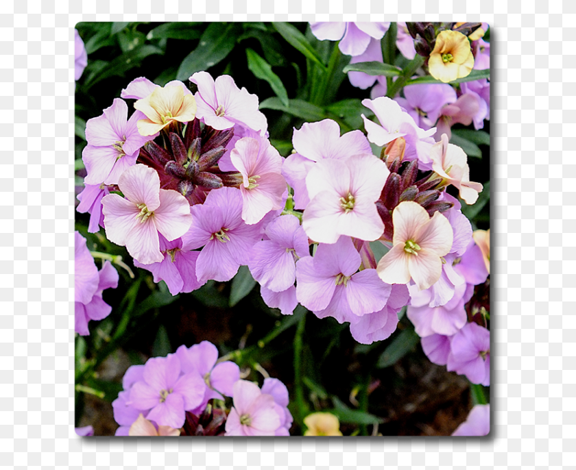 627x626 Erysimum Night Skies, Geranium, Flower, Plant HD PNG Download