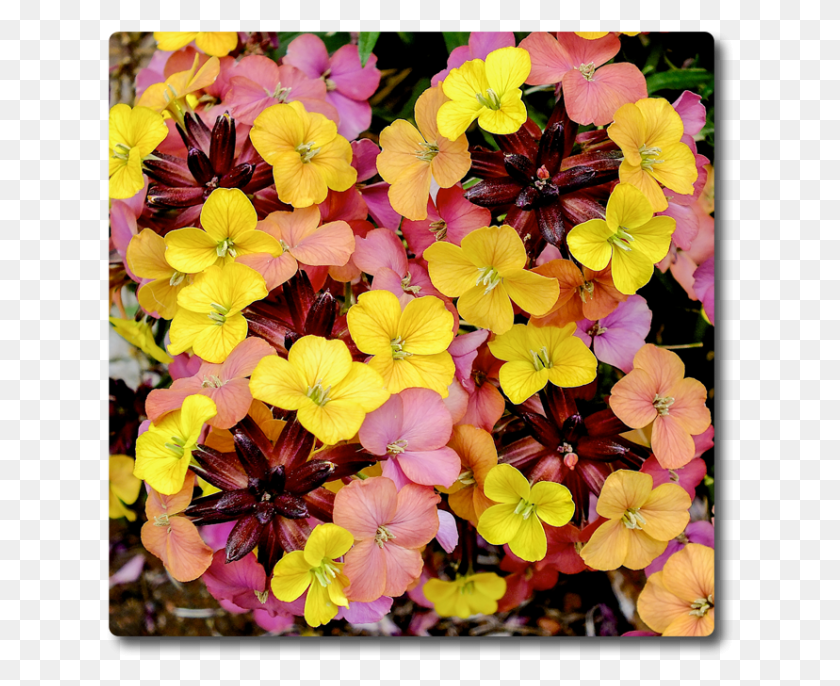 627x626 Erysimum Tropical Sunset Erysimum Paintbox, Растение, Цветок, Цветение Hd Png Скачать