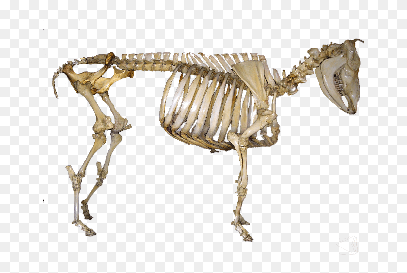 663x503 Esqueleto Skeleton, Animal, Reptile, Dinosaur HD PNG Download
