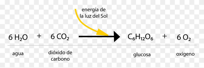 1680x480 Esquema De La Reaccin Qumica De La Fotosntesis En Ecuaciones De La Fotosintesis, Arrow, Symbol, Metropolis HD PNG Download