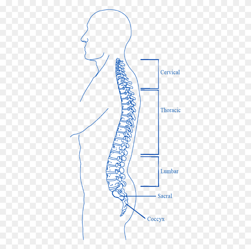 371x775 Essentials What Is Spinal Cord Transparent, Skeleton HD PNG Download