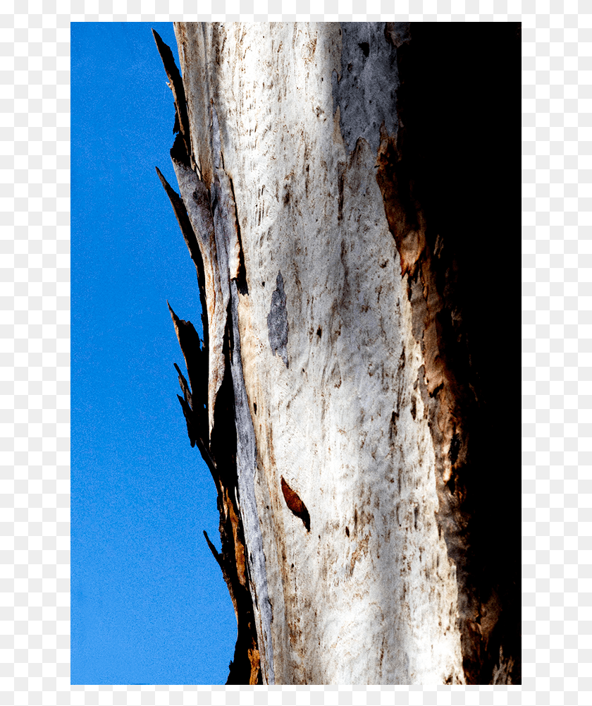 641x941 Eucalyptus 1 Wood, Tree, Plant, Tree Trunk HD PNG Download