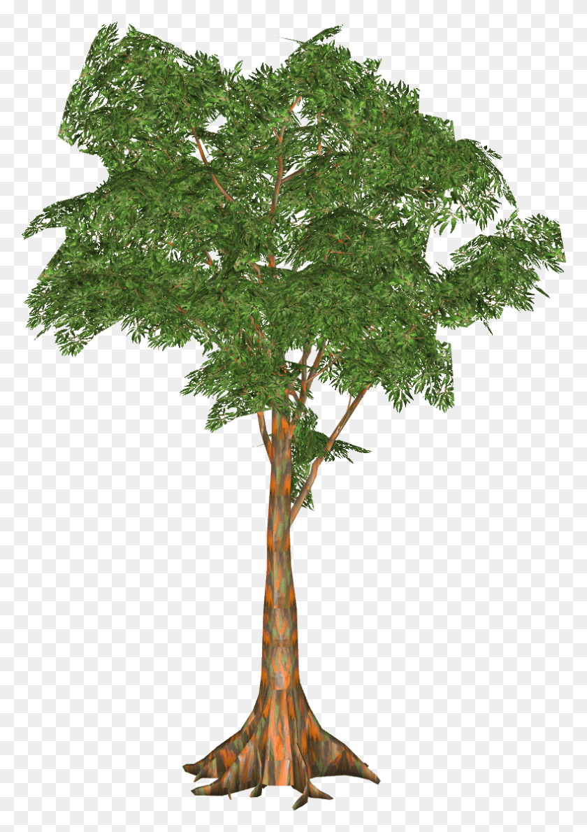787x1141 Eucalyptus Arvore Jurassic Park, Tree, Plant, Maple HD PNG Download
