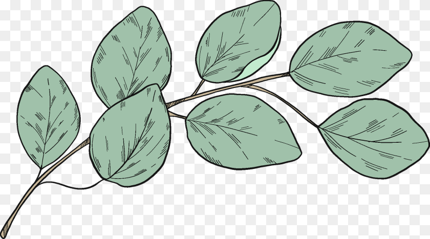 1920x1068 Eucalyptus Branch Clipart, Leaf, Plant, Annonaceae, Tree Sticker PNG