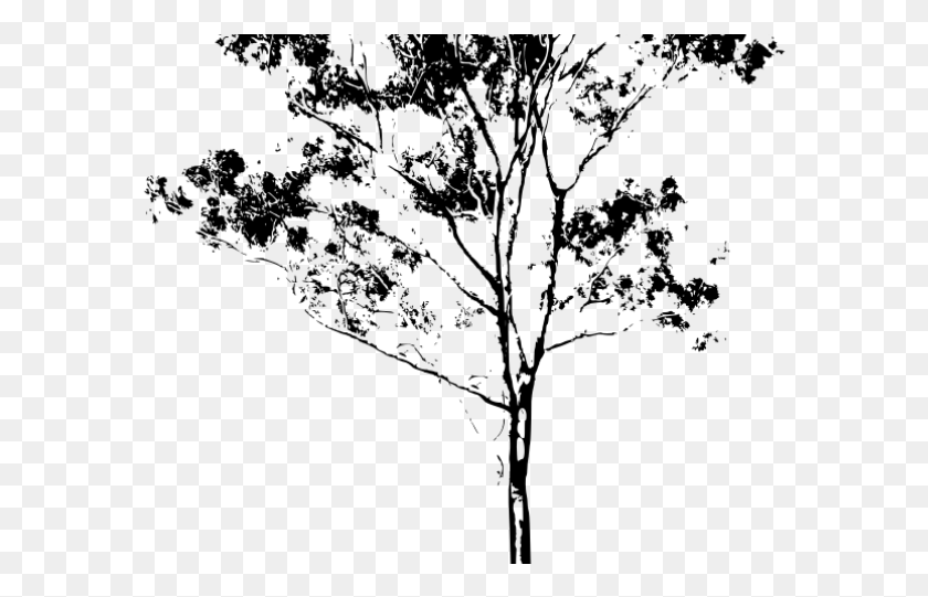 582x481 Eucalyptus Clipart Gum Tree Drawings, Gray, World Of Warcraft HD PNG Download