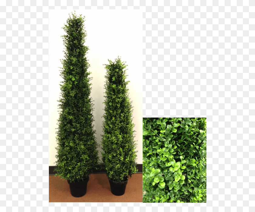 520x638 Descargar Png / Maceta De Eucalipto Topiary, Árbol, Planta, Pino Hd Png