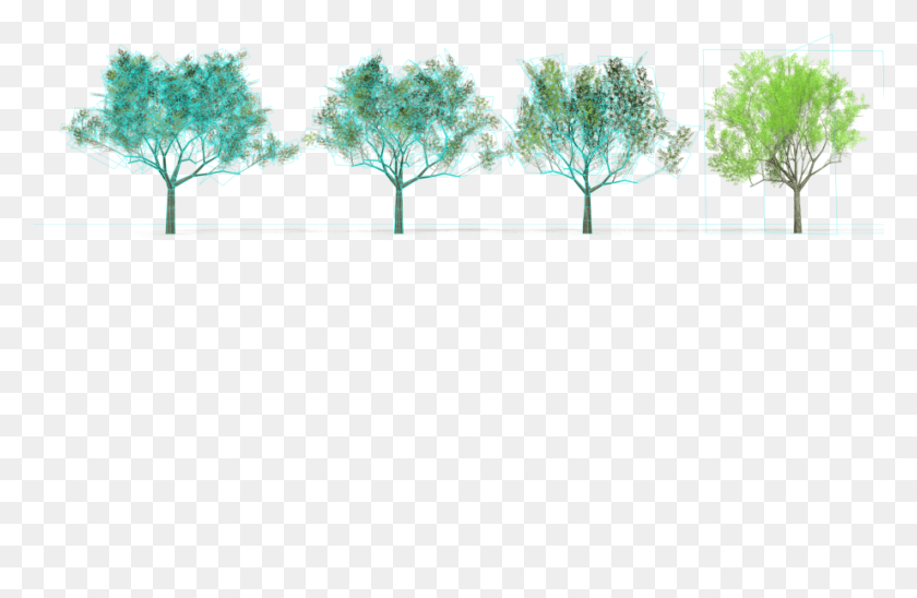 921x577 Eucalyptus Crebra Tree Royalty Free 3d Model Mexican Pinyon, Pattern, Fractal, Ornament HD PNG Download