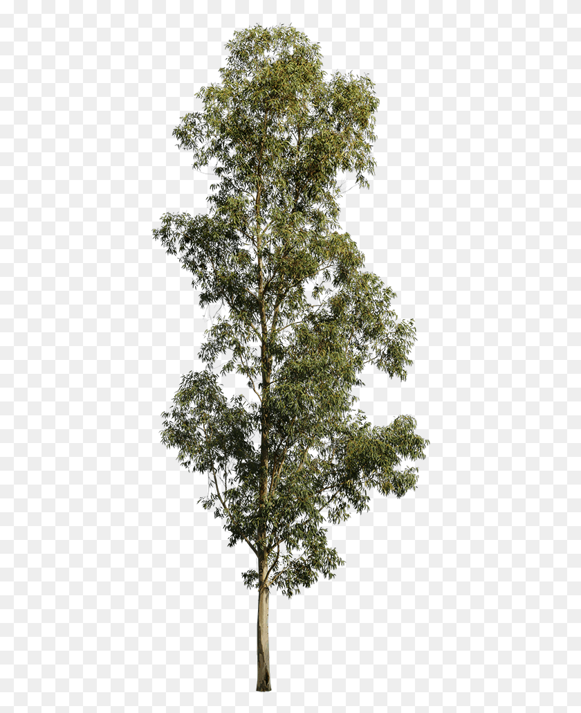 405x970 Eucalyptus Globulus Ii Eucalyptus Tree Cutout, Растение, Хвойное Дерево, Лиственница Png Скачать