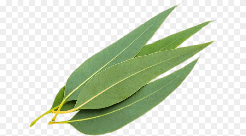 646x465 Eucalyptus Leaves Eucalyptus Leaves, Leaf, Plant, Tree Sticker PNG