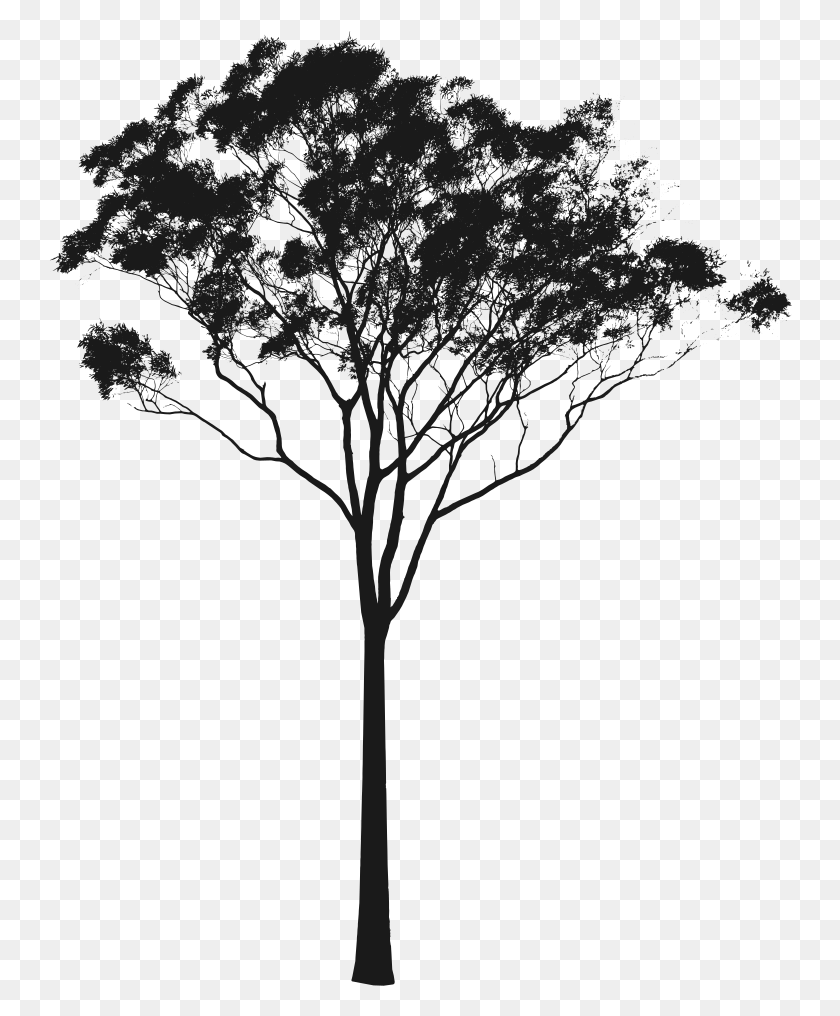 744x956 Eucalyptus Or Gum Silhouette Australia Australian Tree Silhouette, Tree, Plant HD PNG Download