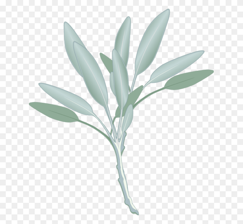 639x713 Листья Эвкалипта Шалфей, Растение, Цветок, Цветение Png Скачать