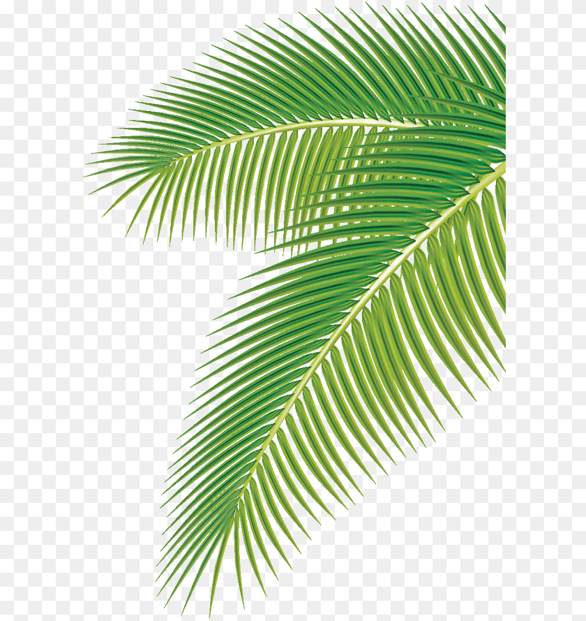 Euclidean Vector Clip Art Palm Tree Leaf Vector, Fern, Plant Transparent PNG