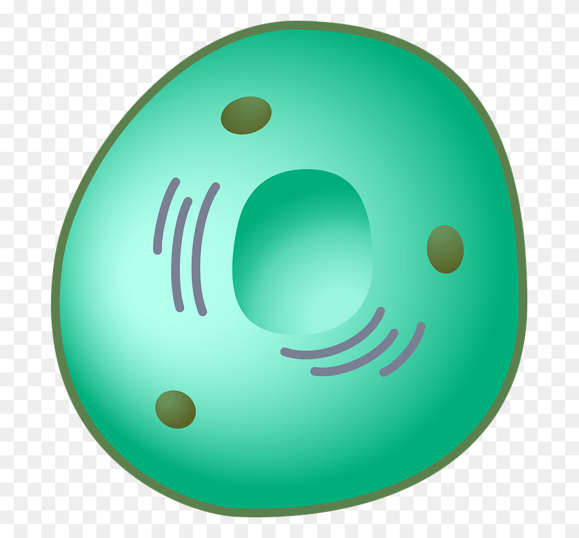 691x720 Eukaryot Cell Nucleus Nucleus Clip Art, Bowling Ball, Bowling, Sport HD PNG Download