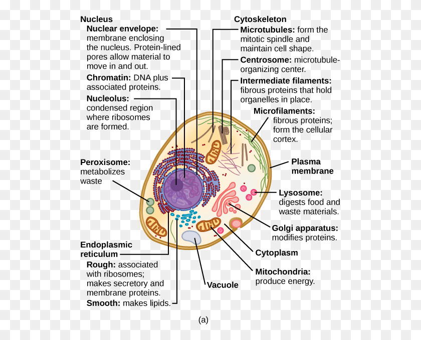 519x620 Eukaryotic Cells Structure Of A Typical Eukaryotic Cell, Lute, Musical Instrument, Clock Tower HD PNG Download