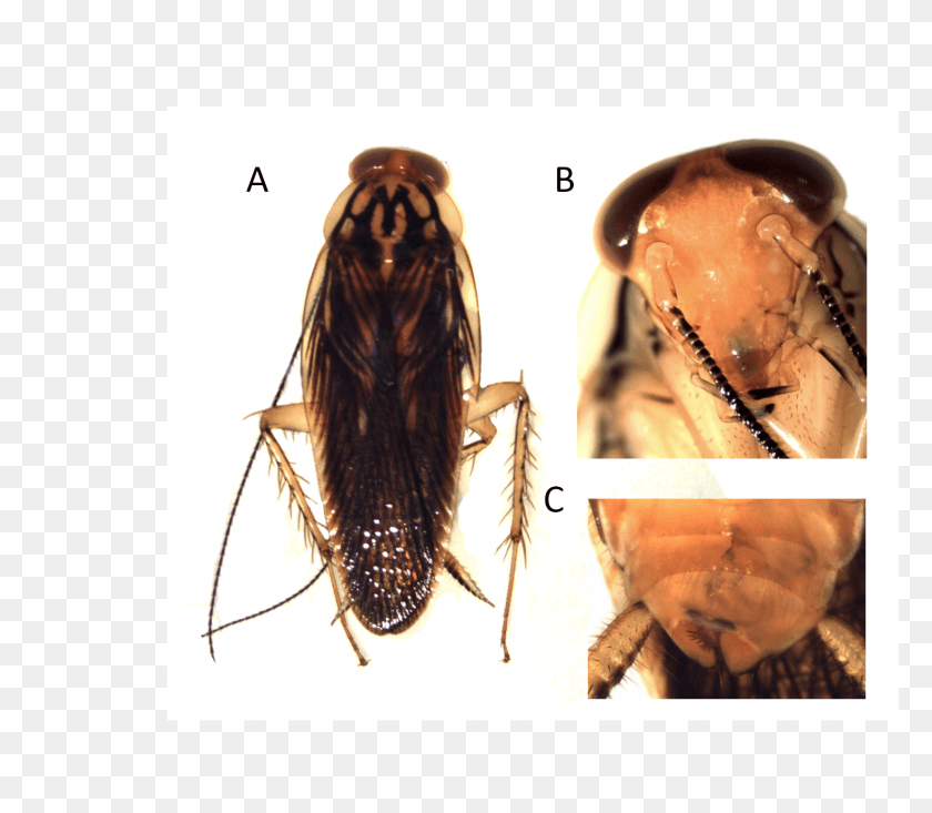 1467x1267 Euphyllodromia Amazoniana Cucaracha, Insecto, Invertebrado, Animal Hd Png
