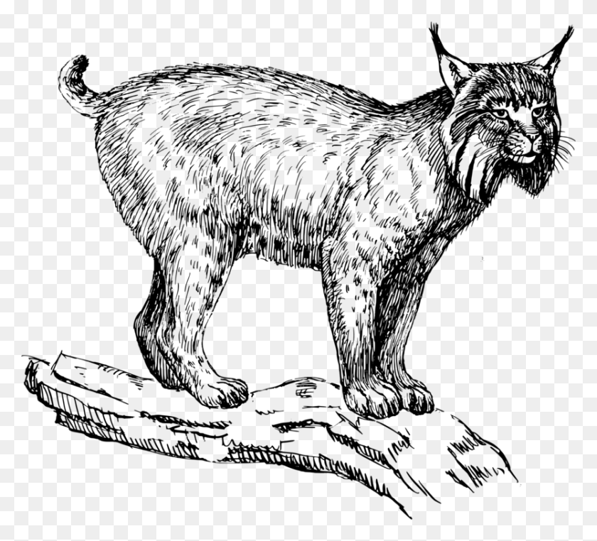 833x750 Eurasian Lynx Wildcat Felidae Drawing Bobcat Lynx Clipart, Gray, World Of Warcraft HD PNG Download