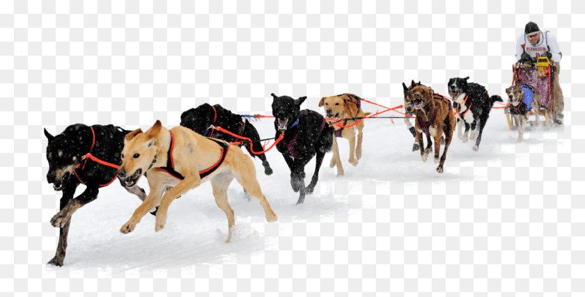 1101x519 Eurohound Sprint Racing Sled Dogs Dog Sled No Background, Pet, Canine, Animal HD PNG Download