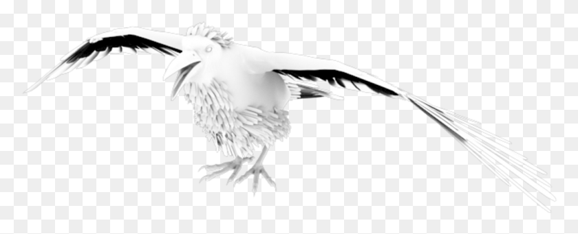 1045x377 European Herring Gull, Bird, Animal, Beak HD PNG Download