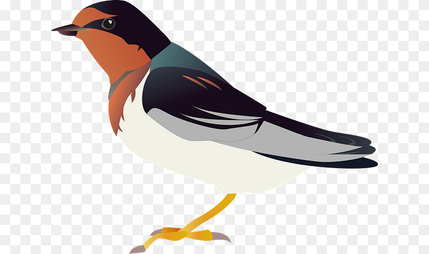 640x497 European Robin, Animal, Beak, Bird, Finch Transparent PNG