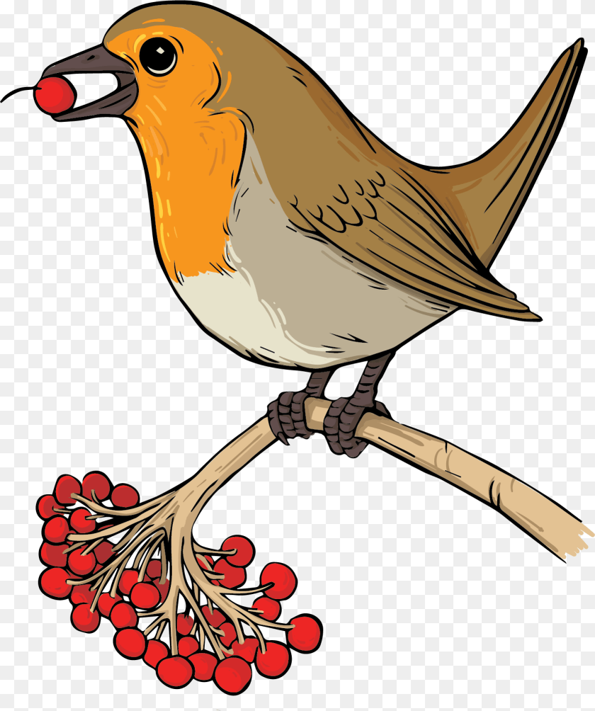 1436x1716 European Robin, Animal, Bird Transparent PNG