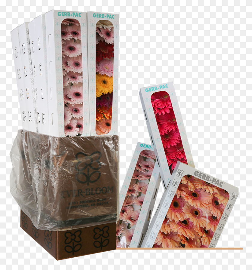 843x906 Everbloom Gerbera Pack Шоколад, Сладости, Еда, Кондитерские Изделия Hd Png Скачать
