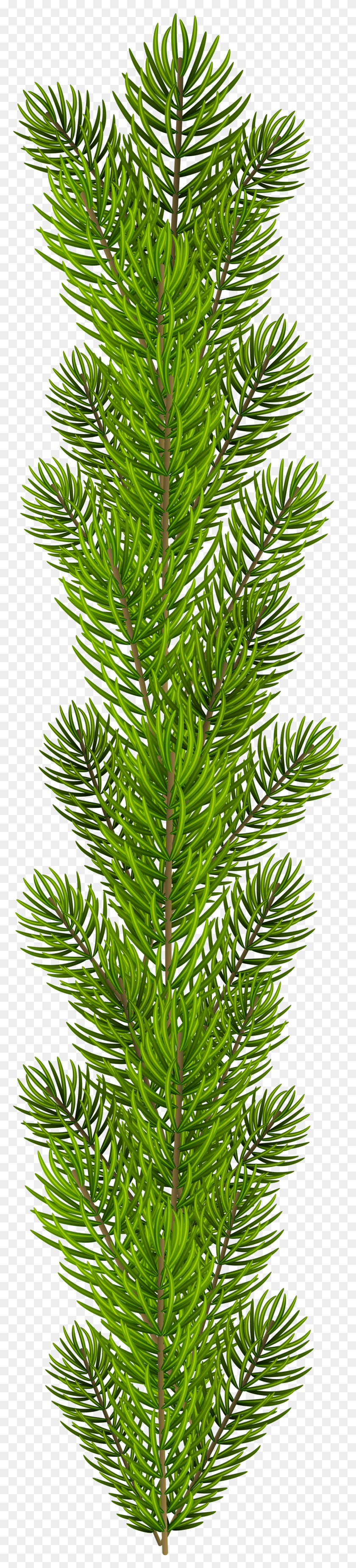 1276x5945 Evergreen HD PNG Download